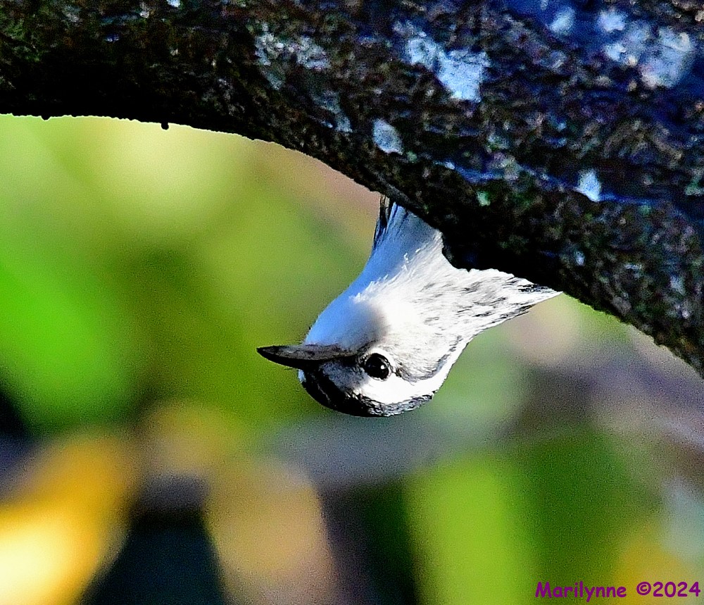 DSC_2671_001.JPG