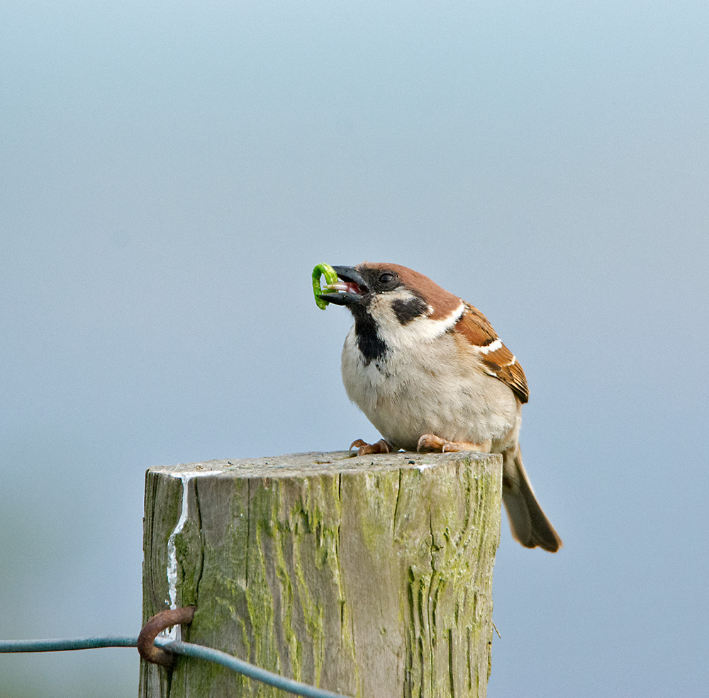 DSC_2672.jpg
