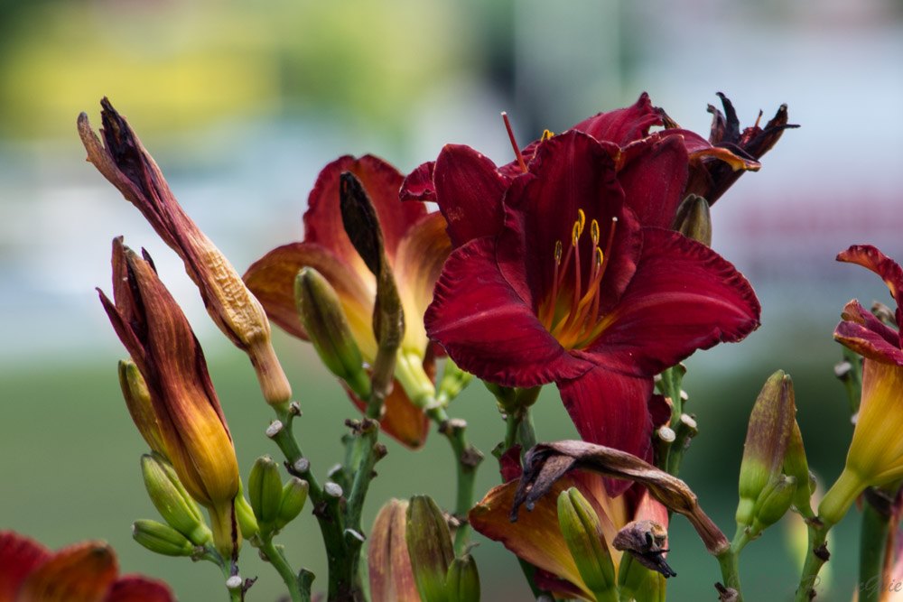 DSC_2672.jpg