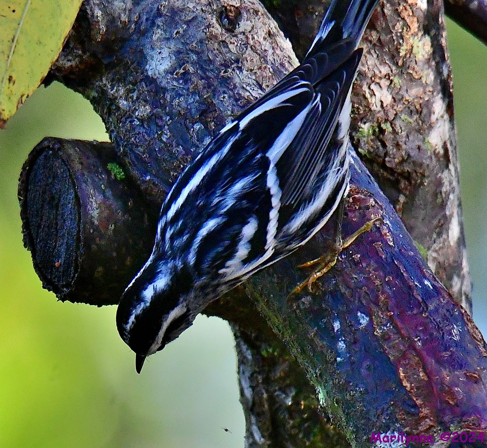 DSC_2676_001.JPG