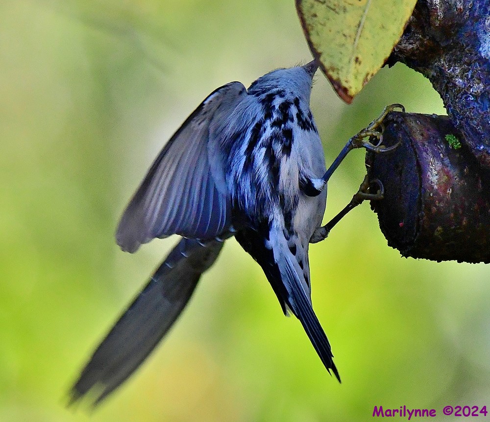 DSC_2677_001.JPG