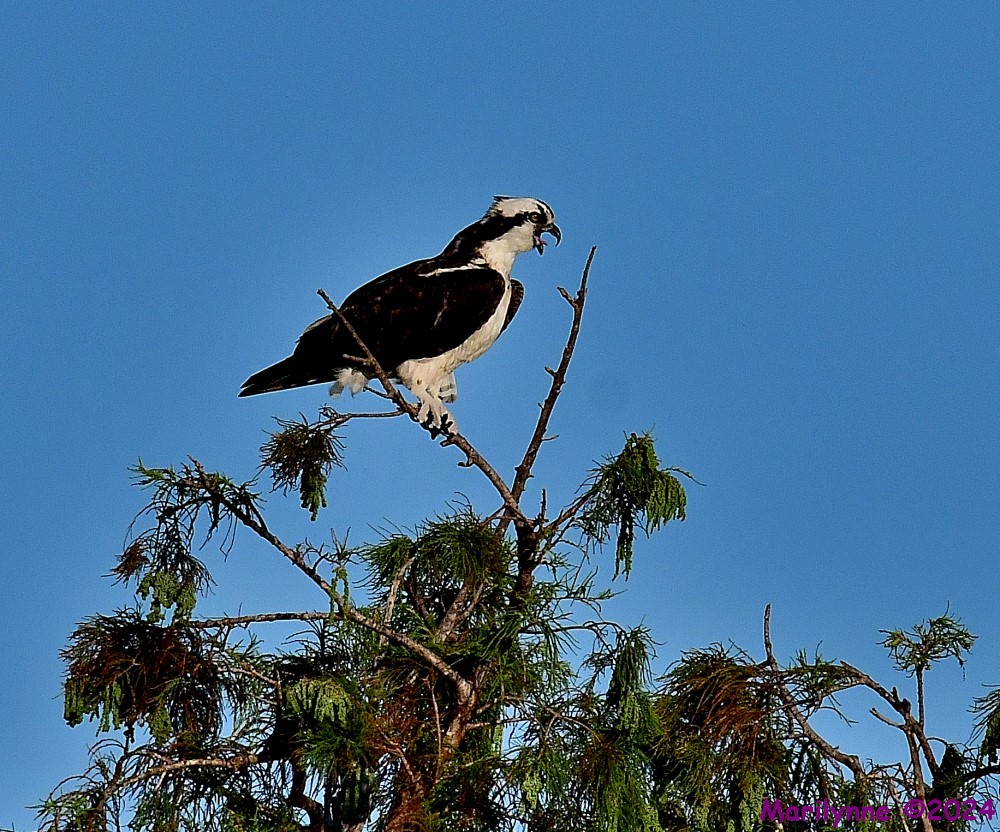 DSC_2678_001.JPG