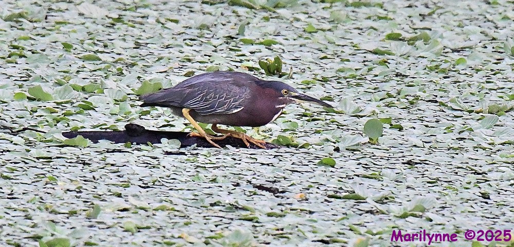 DSC_2678_001.JPG