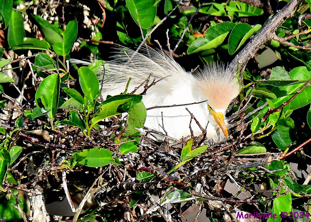 DSC_2679_001.JPG