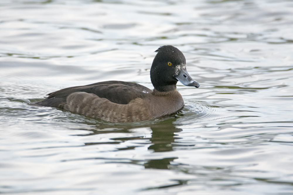 DSC_2681.jpg