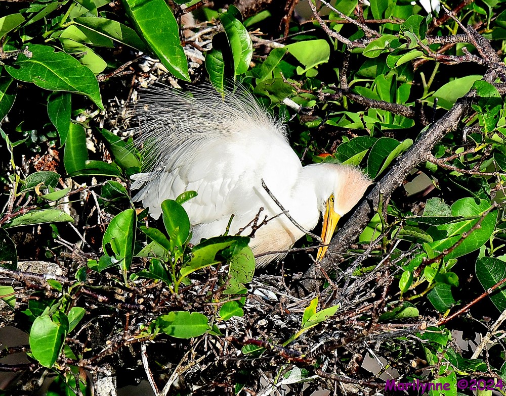 DSC_2681_001.JPG