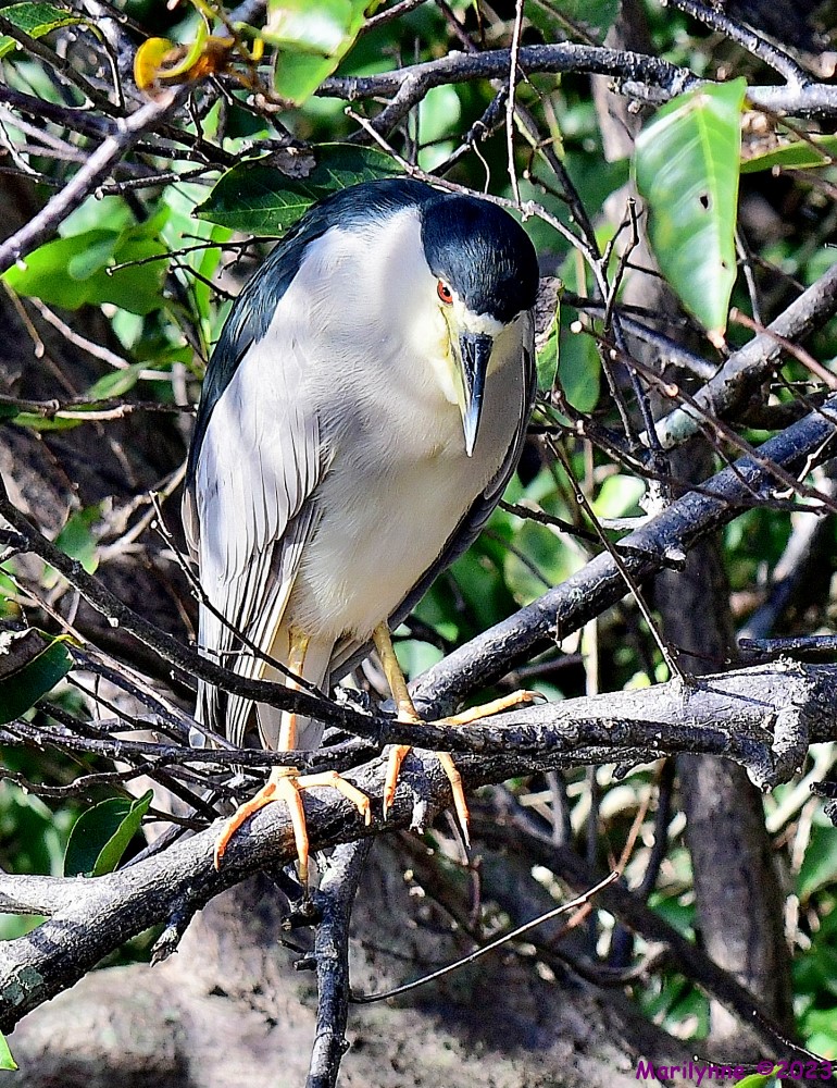 DSC_2682_001.JPG