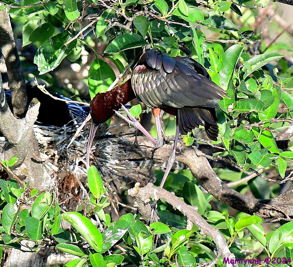 DSC_2684_001.JPG