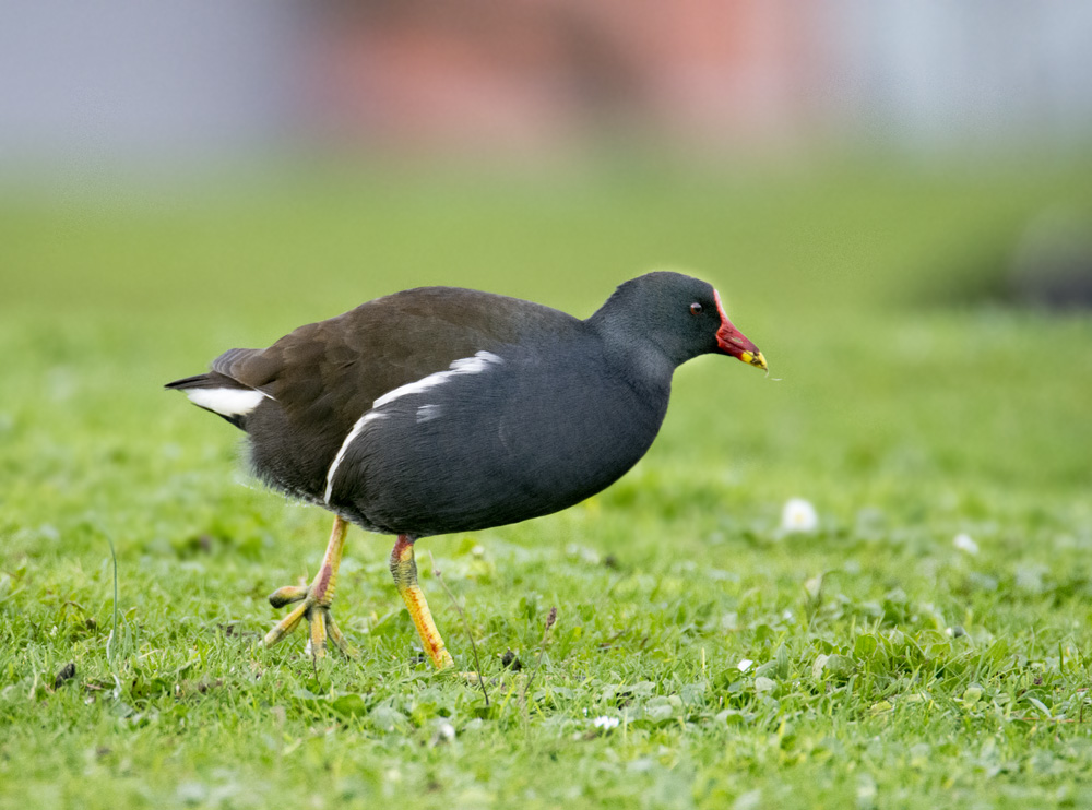DSC_2685.jpg