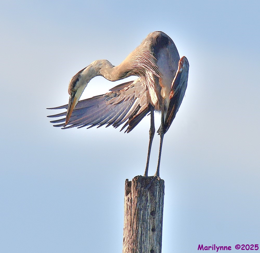 DSC_2685_001.JPG