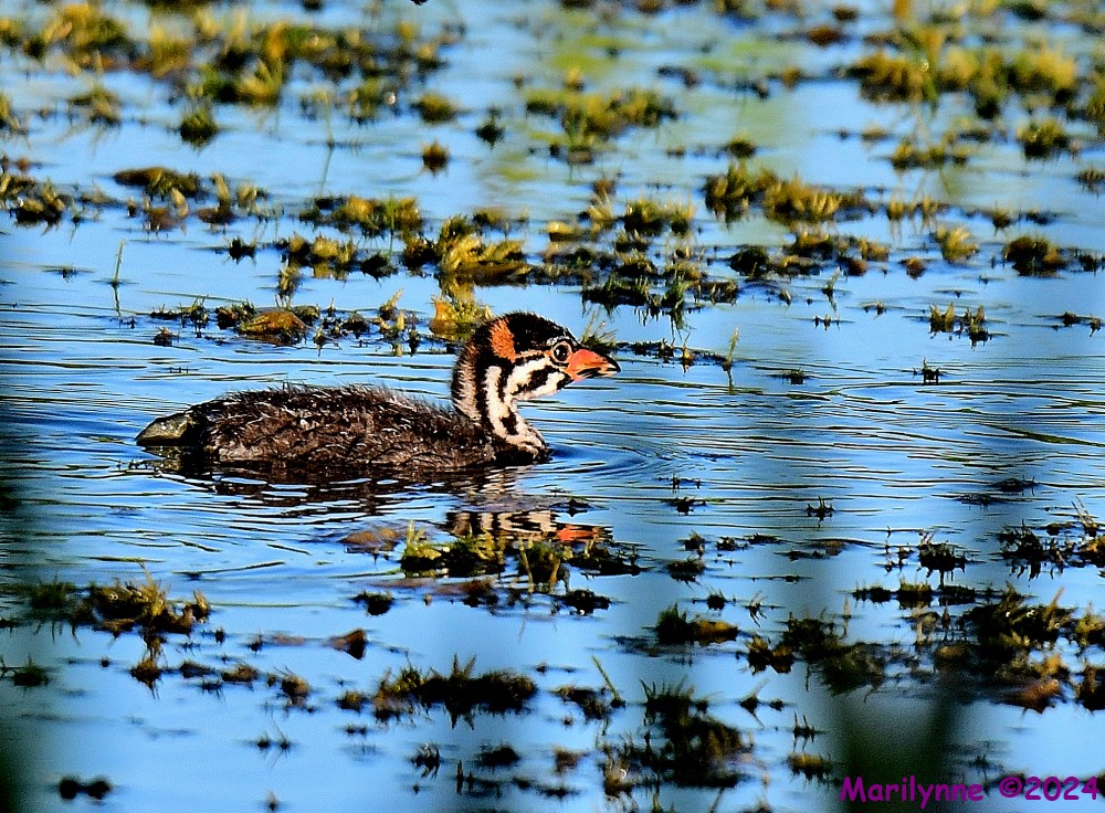 DSC_2686_001.JPG