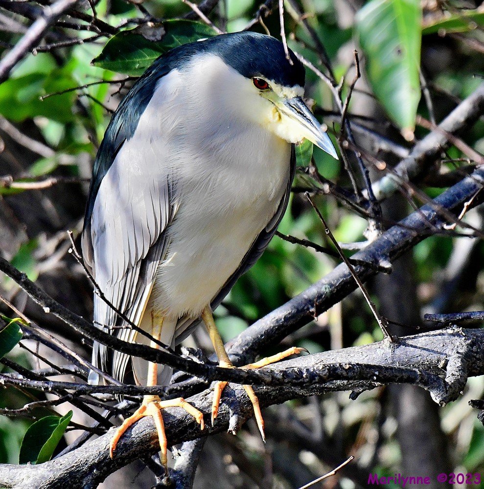 DSC_2687_001.JPG
