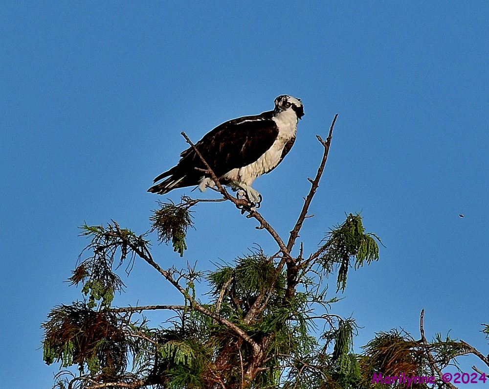 DSC_2687_001.JPG
