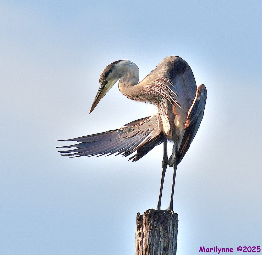 DSC_2688_001.JPG