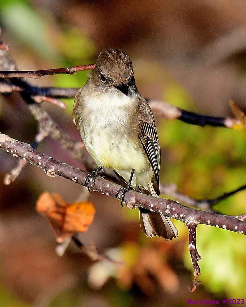 DSC_2689_001.JPG
