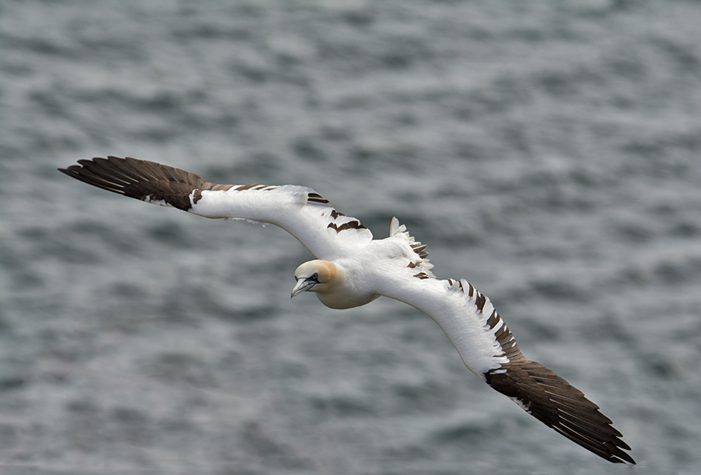 DSC_2690.jpg