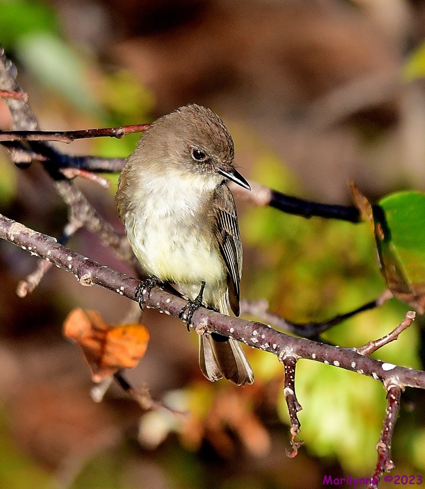 DSC_2690_001.JPG