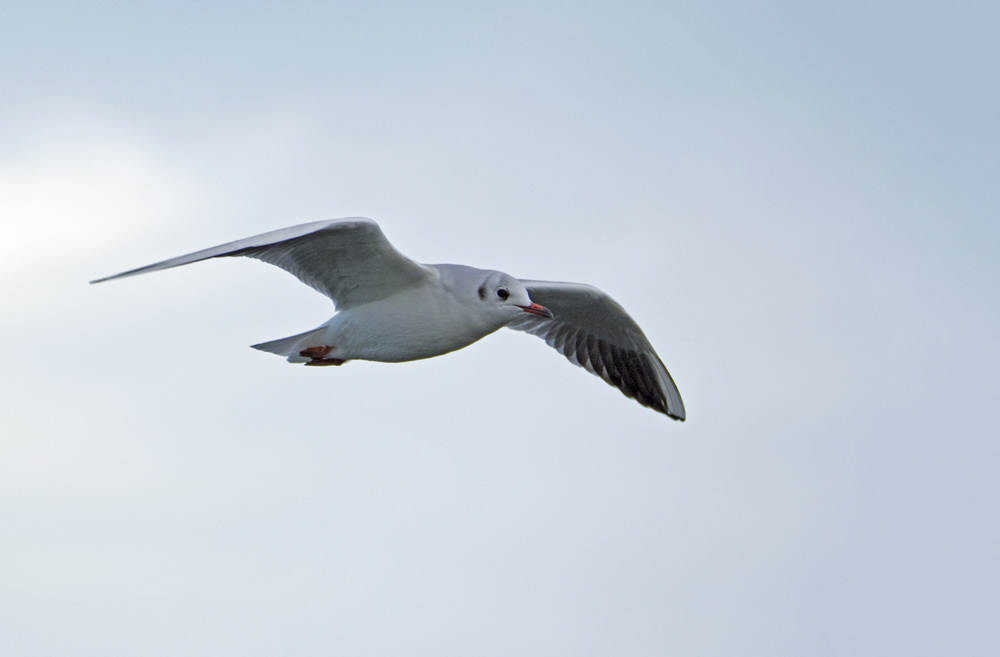 DSC_2693.jpg