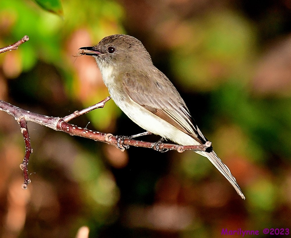 DSC_2693_001.JPG