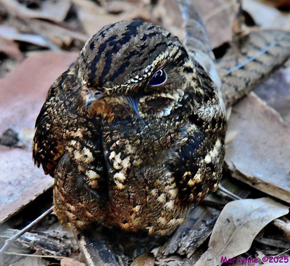 DSC_2693_001.JPG