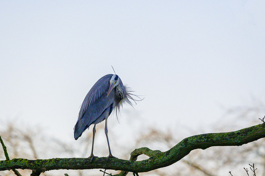 DSC_2694.jpg