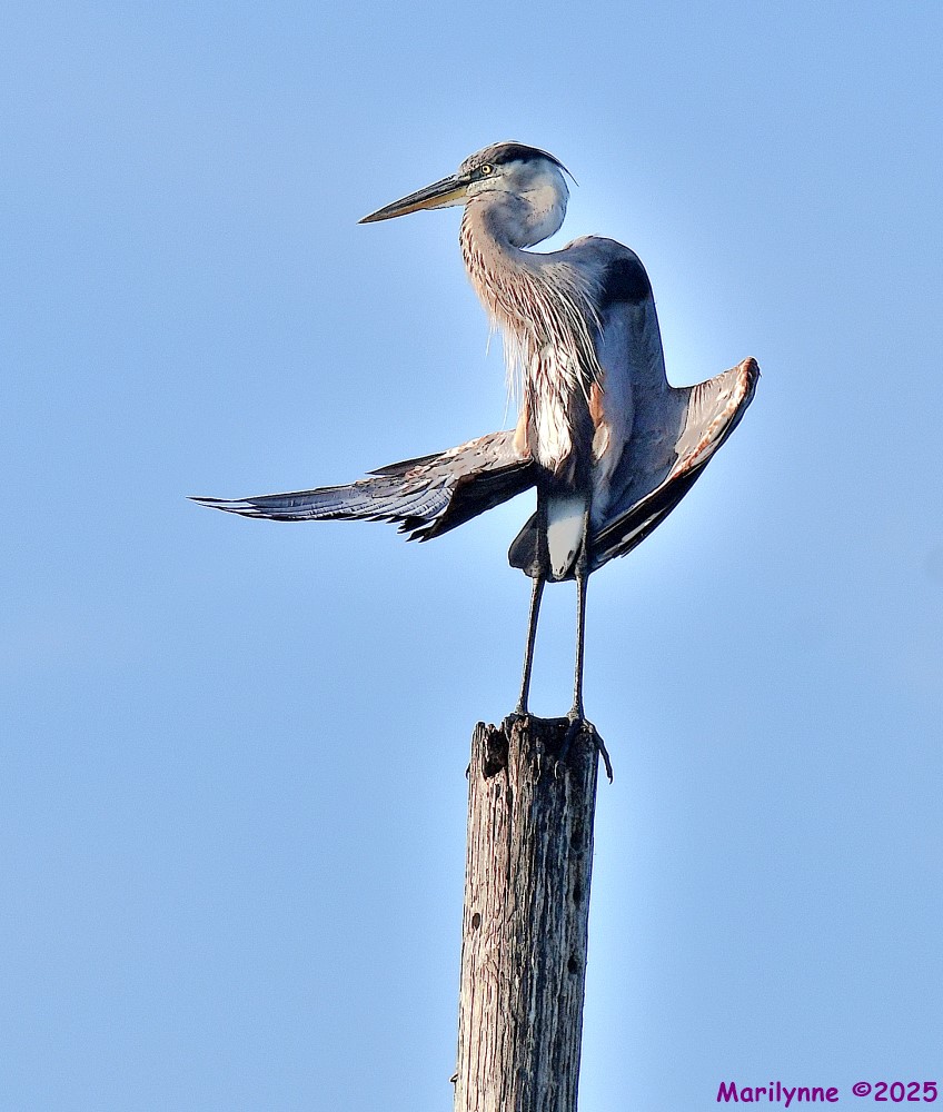 DSC_2694_001.JPG