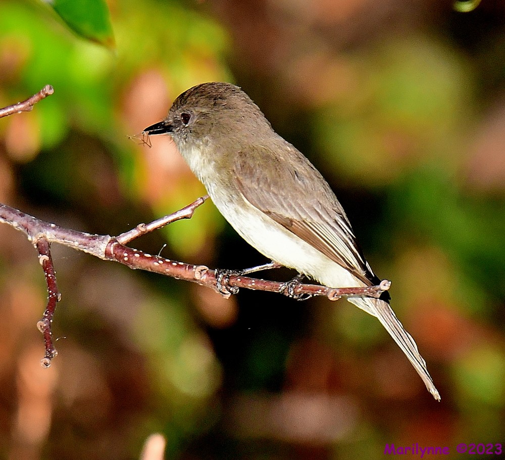 DSC_2695_001.JPG