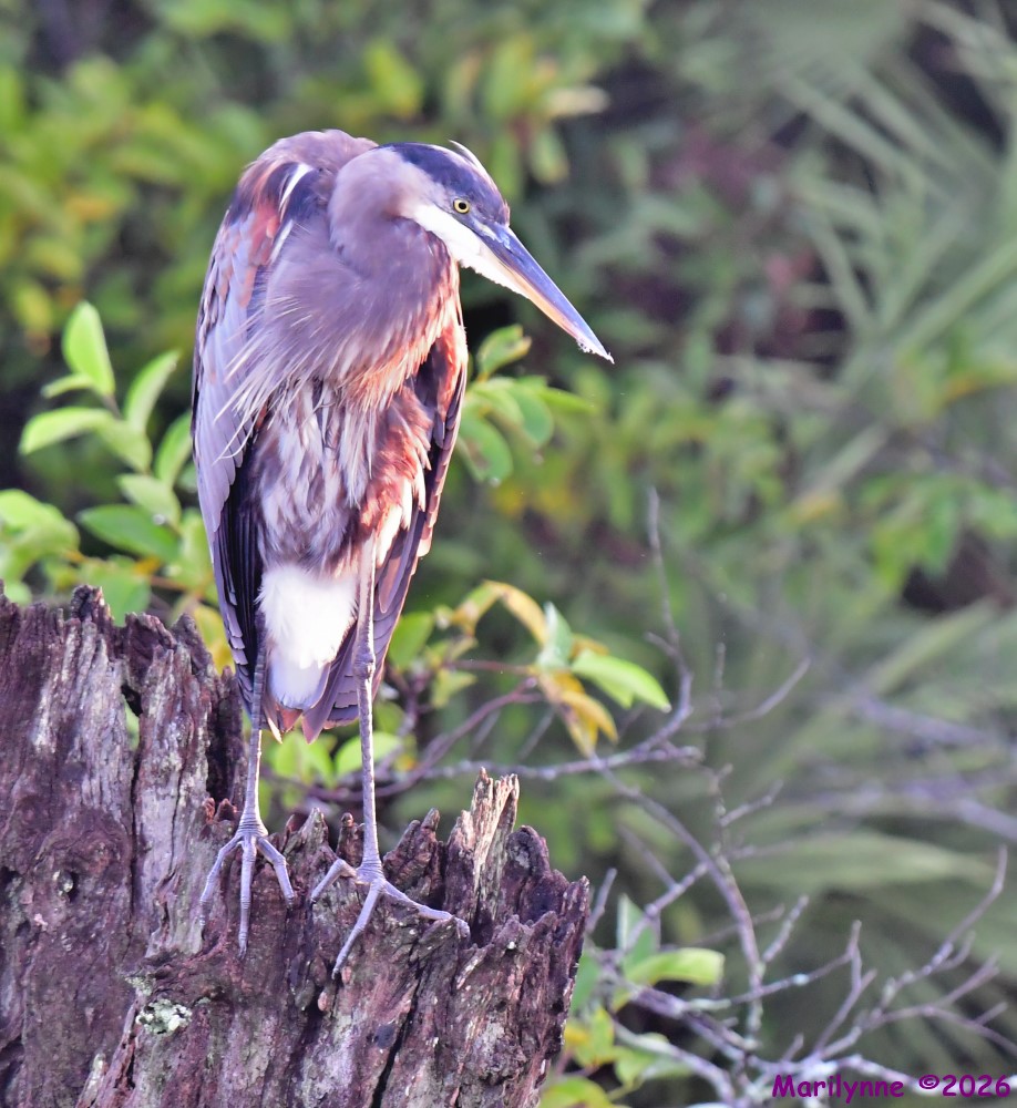 DSC_2695_001.JPG