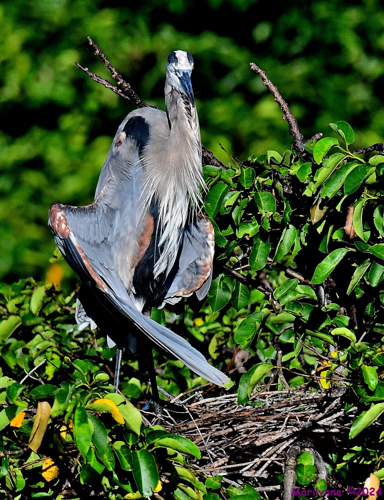 DSC_2696_001.JPG