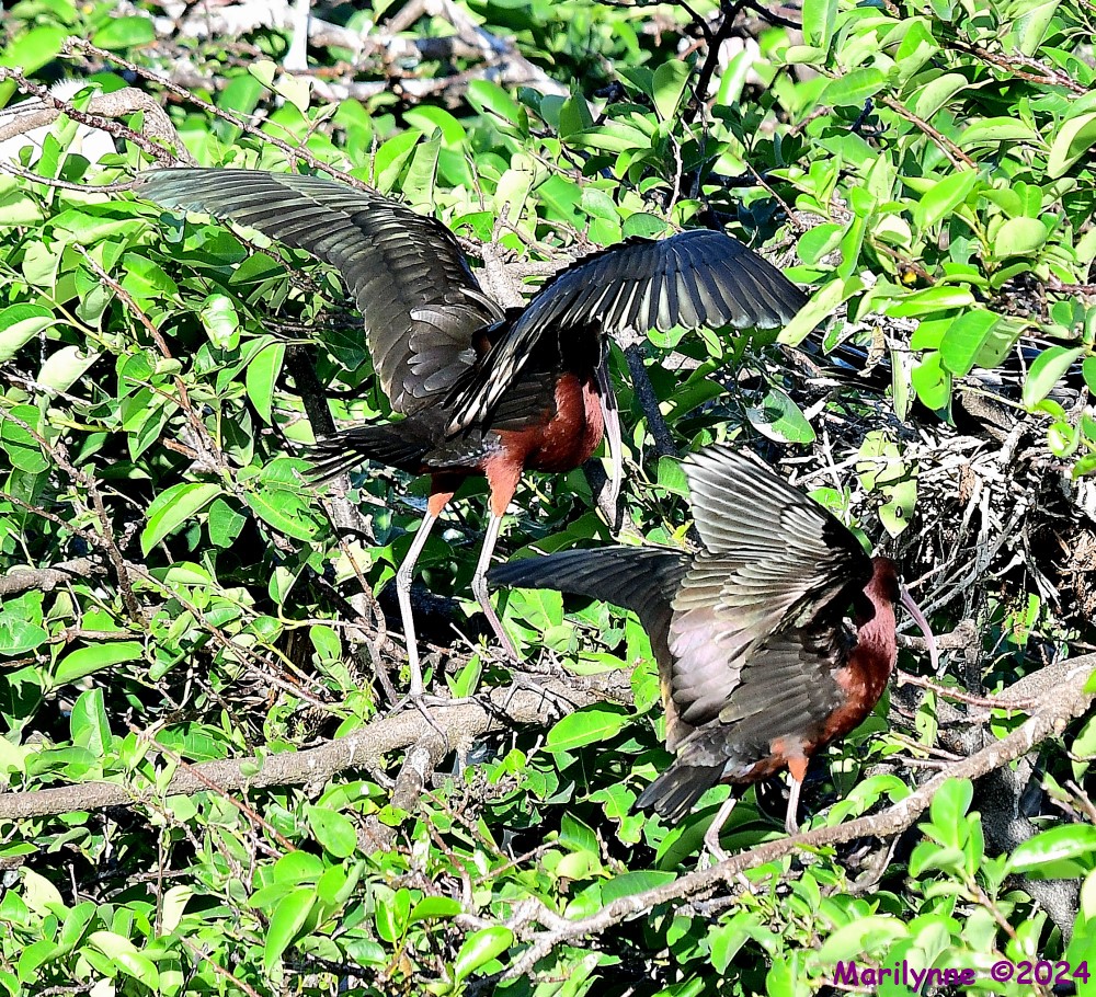 DSC_2697_001.JPG