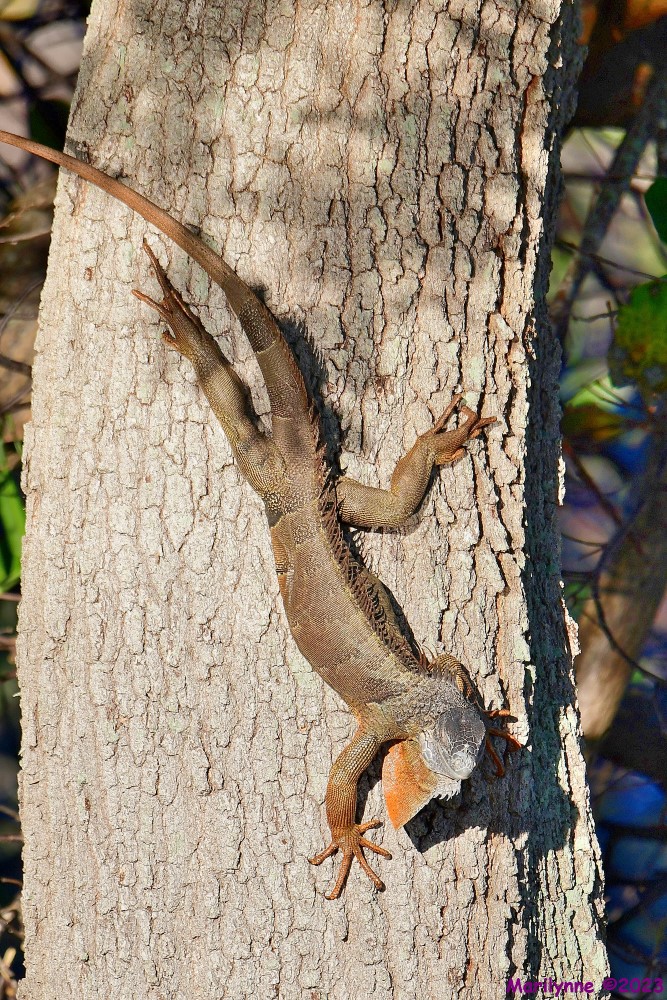DSC_2699_001.JPG