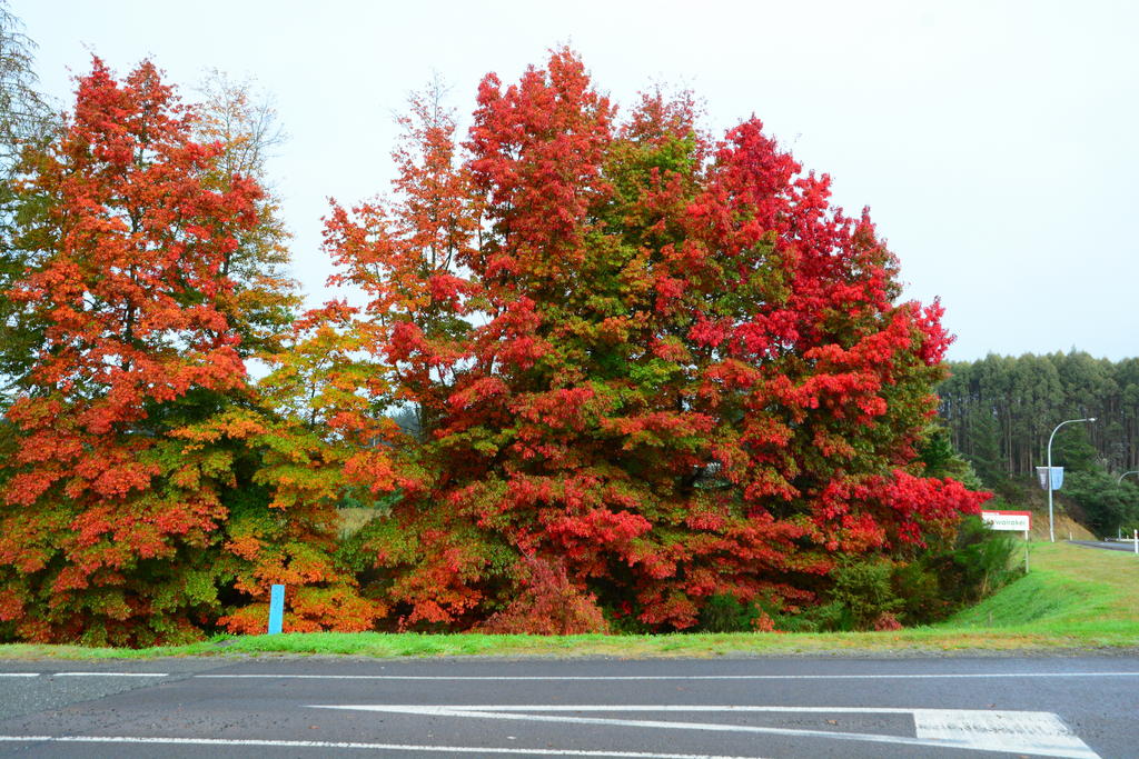 DSC_2700.jpg