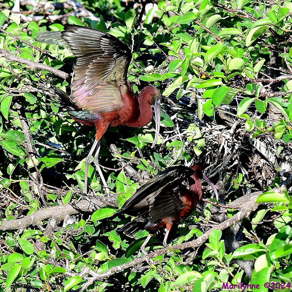 DSC_2701_001.JPG