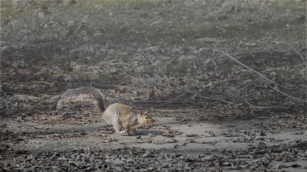 DSC_2702-Edit.jpg