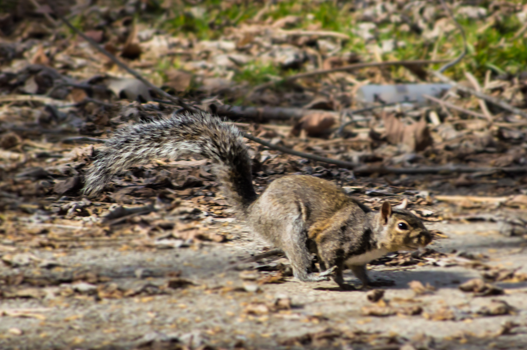 DSC_2702_150312_1024_001-3.jpg