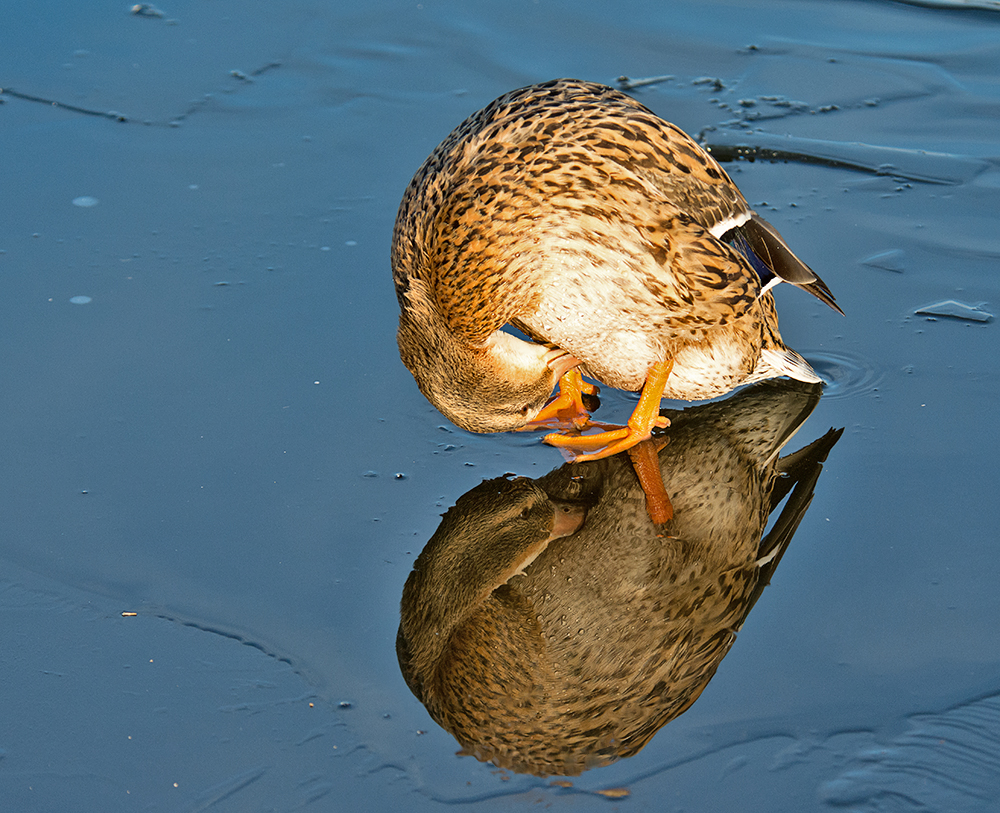 DSC_2703.jpg