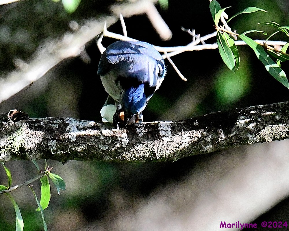 DSC_2703_001.JPG