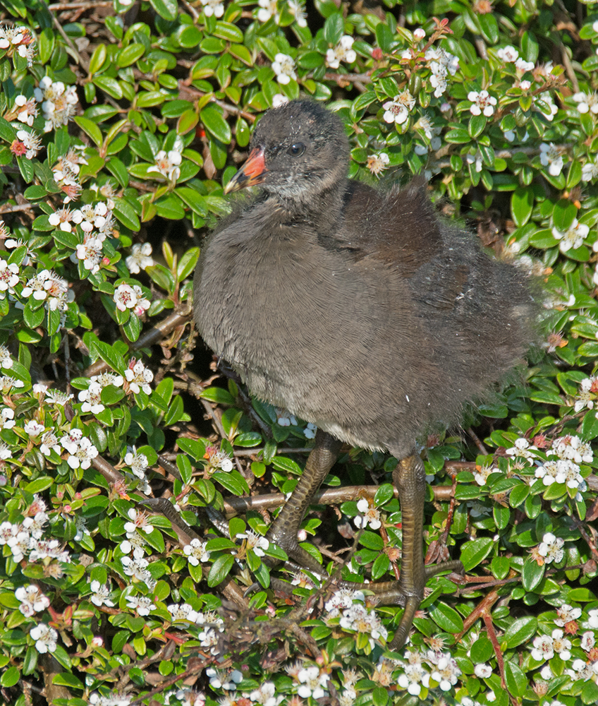 DSC_2705.jpg