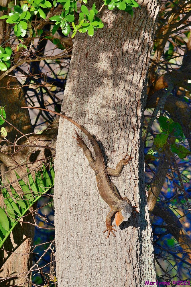 DSC_2705_001.JPG