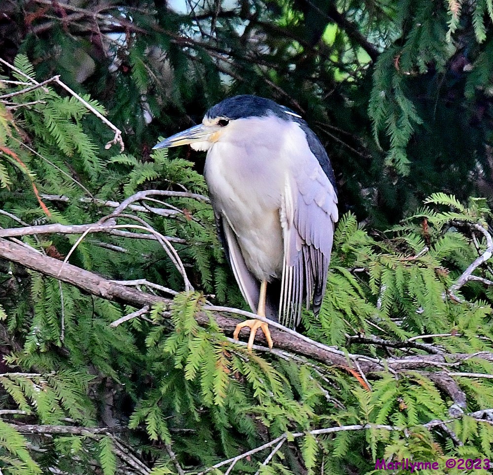 DSC_2705_001.JPG
