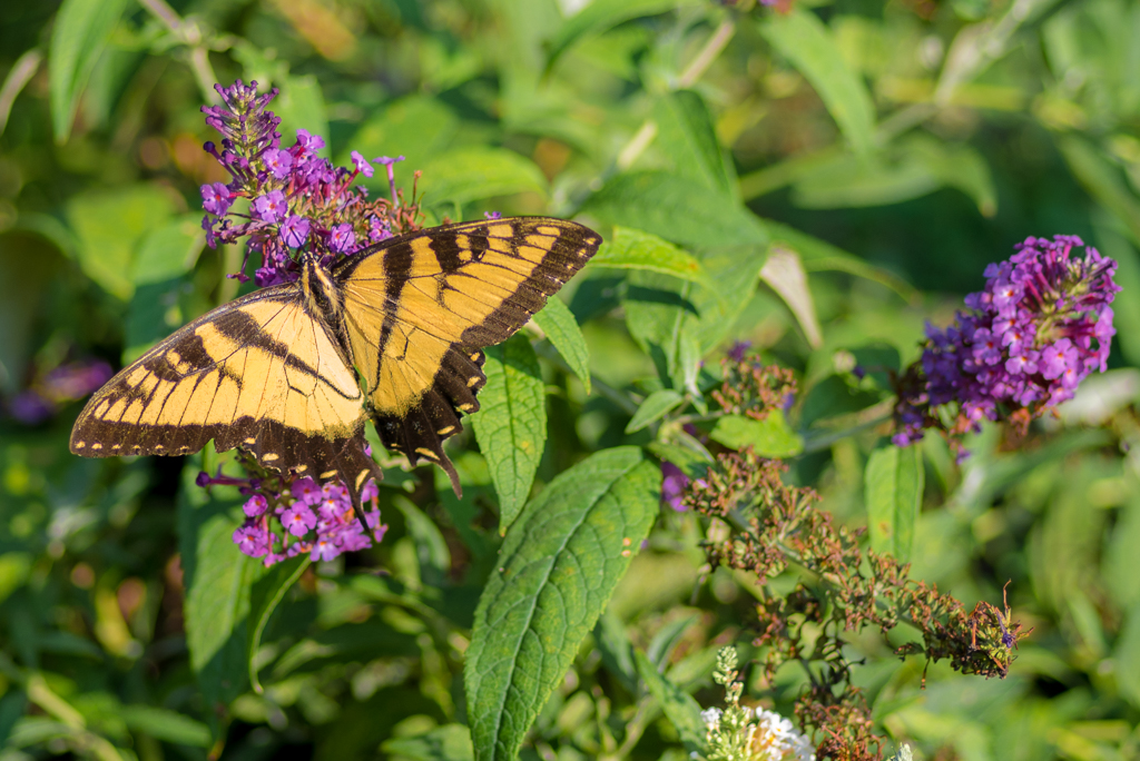DSC_2706.jpg