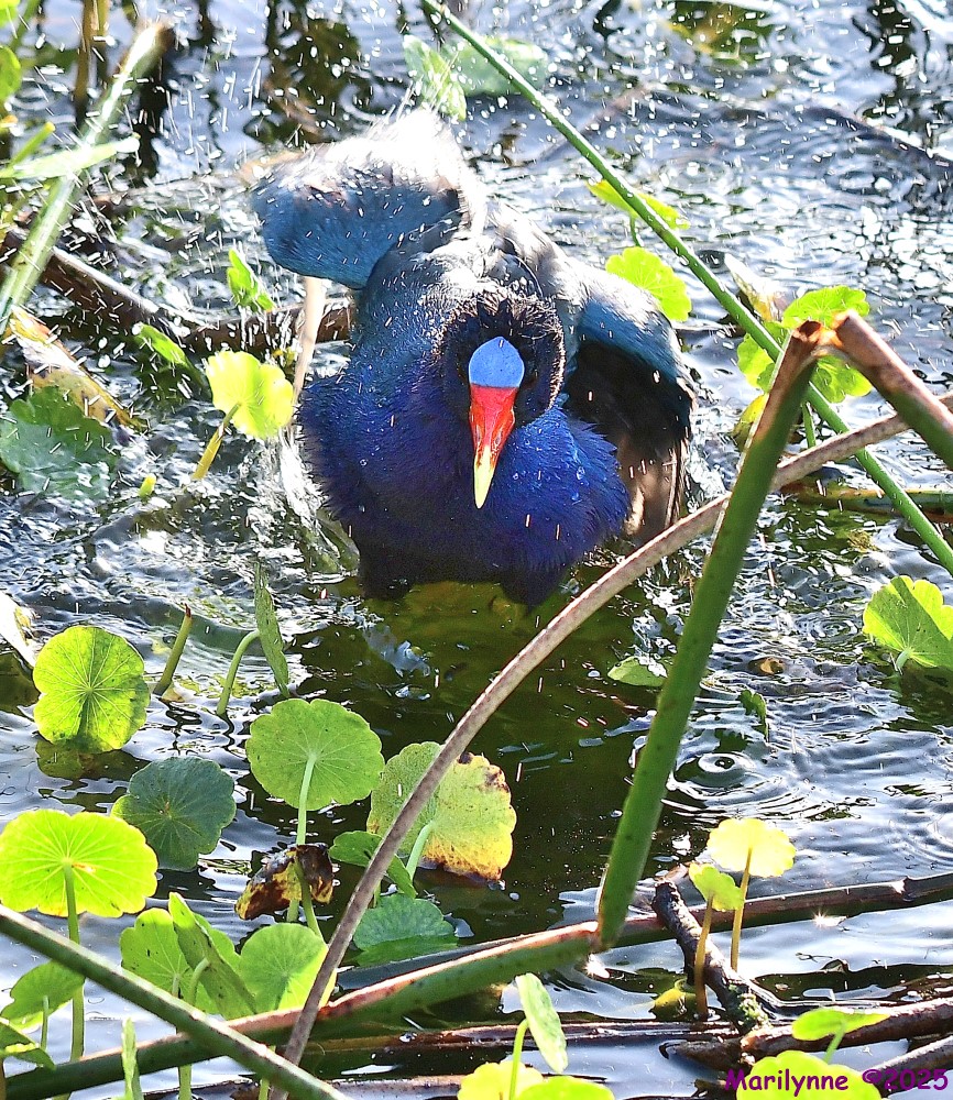 DSC_2706_001.JPG