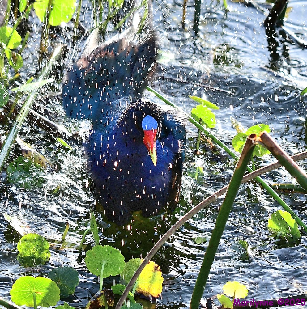 DSC_2707_001.JPG