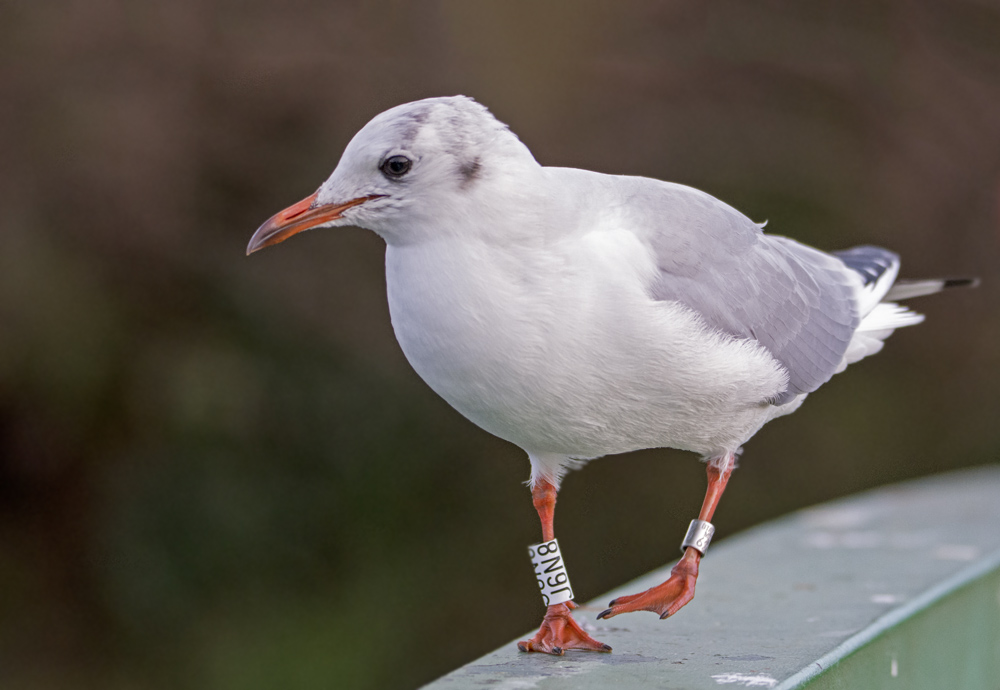 DSC_2708.jpg