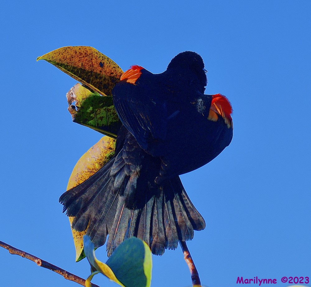 DSC_2708_001.JPG