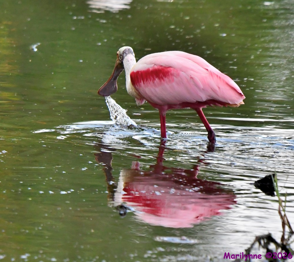 DSC_2710_001.JPG