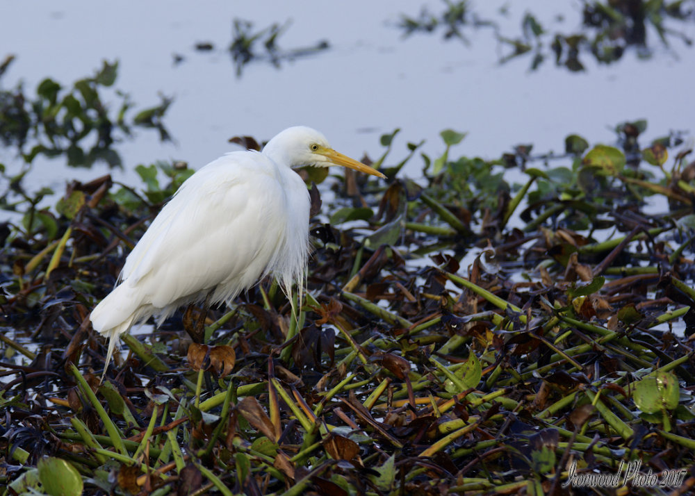 DSC_2711.jpg