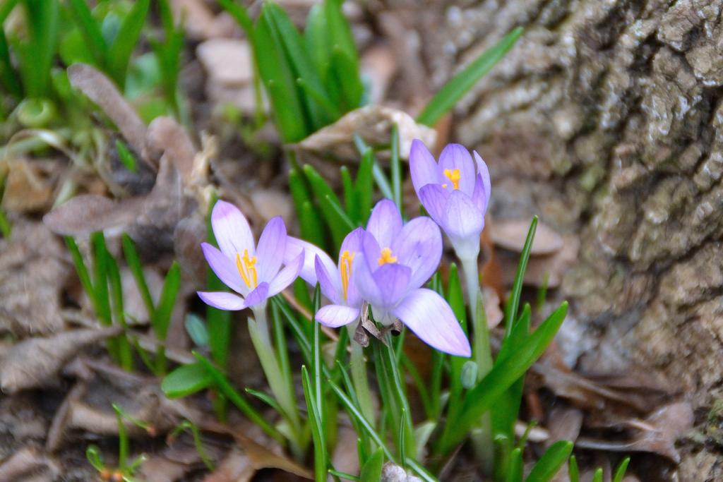DSC_2711.jpg