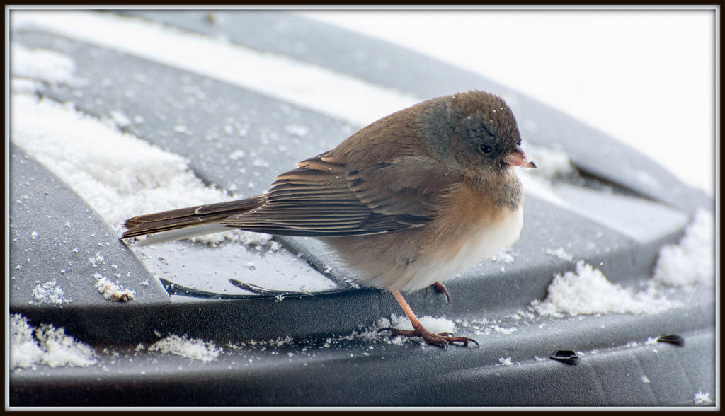 DSC_2715-Edit.jpg