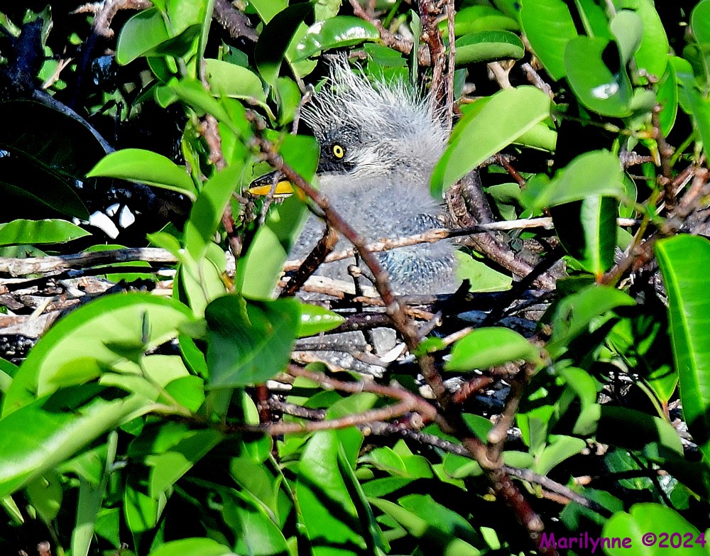 DSC_2715_001.JPG